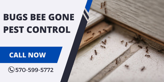 Pest Control Protection Plans for Your Business in Wilkes-Barre, PA.
